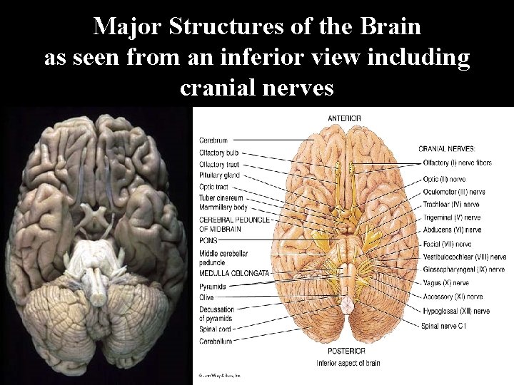 Major Structures of the Brain as seen from an inferior view including cranial nerves