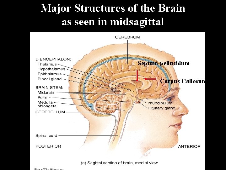 Major Structures of the Brain as seen in midsagittal Septum pellucidum Corpus Callosum 