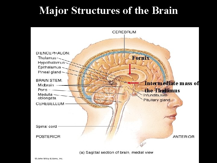 Major Structures of the Brain Fornix Intermediate mass of the Thalamus 