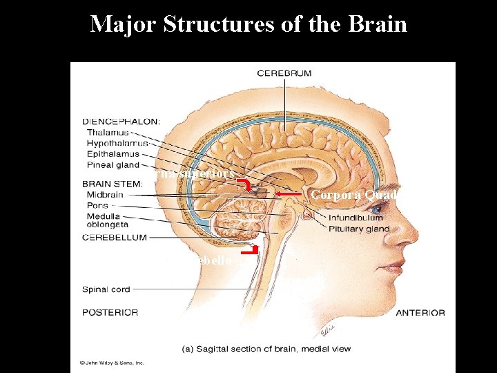 Major Structures of the Brain Cisterna superiors Corpora Quadrigemina Cisterna cerebello medullaris 