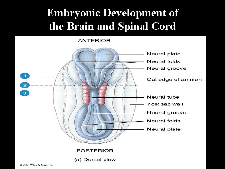 Embryonic Development of the Brain and Spinal Cord 