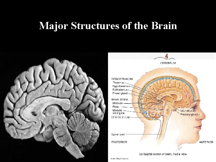Major Structures of the Brain 