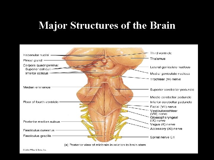 Major Structures of the Brain 