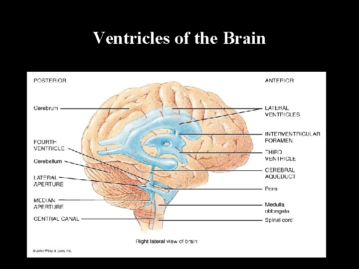 Ventricles of the Brain 