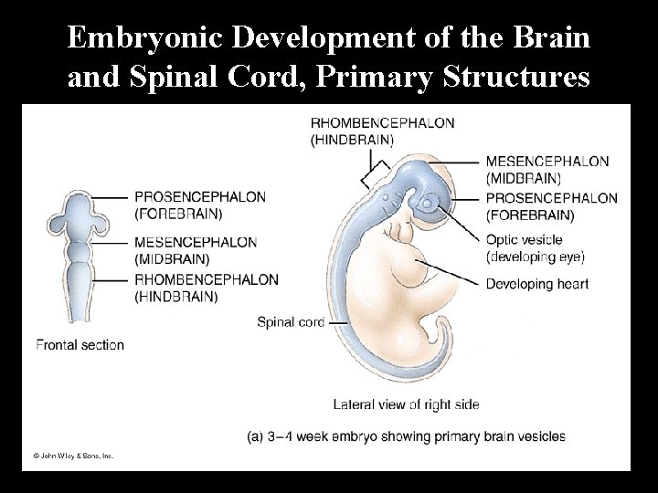 Embryonic Development of the Brain and Spinal Cord, Primary Structures 