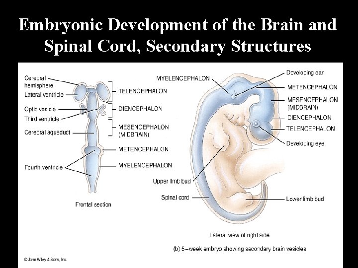 Embryonic Development of the Brain and Spinal Cord, Secondary Structures 