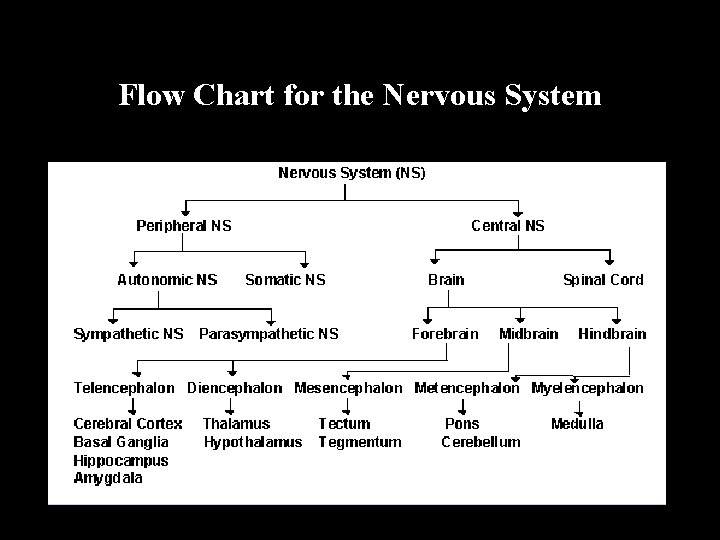 Flow Chart for the Nervous System 