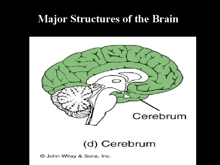 Major Structures of the Brain 