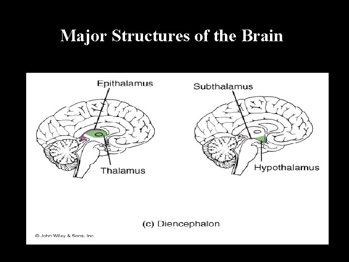 Major Structures of the Brain 