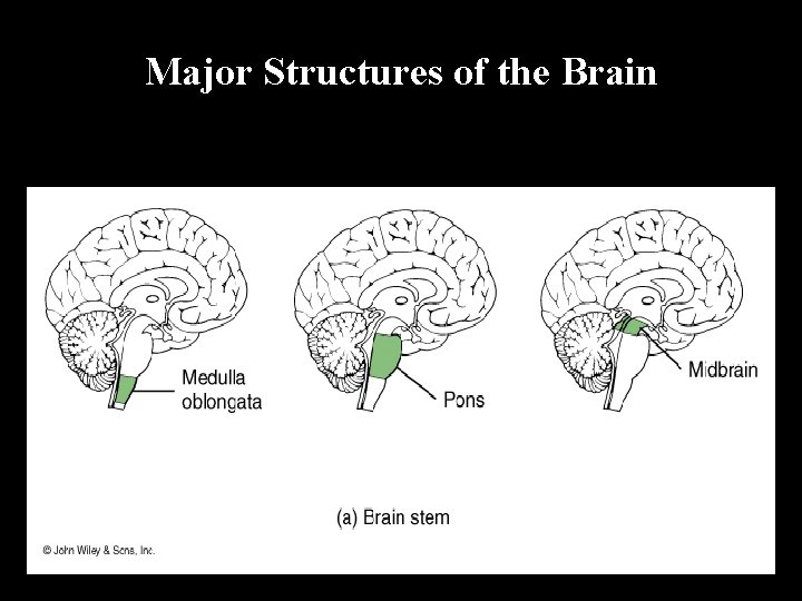 Major Structures of the Brain 