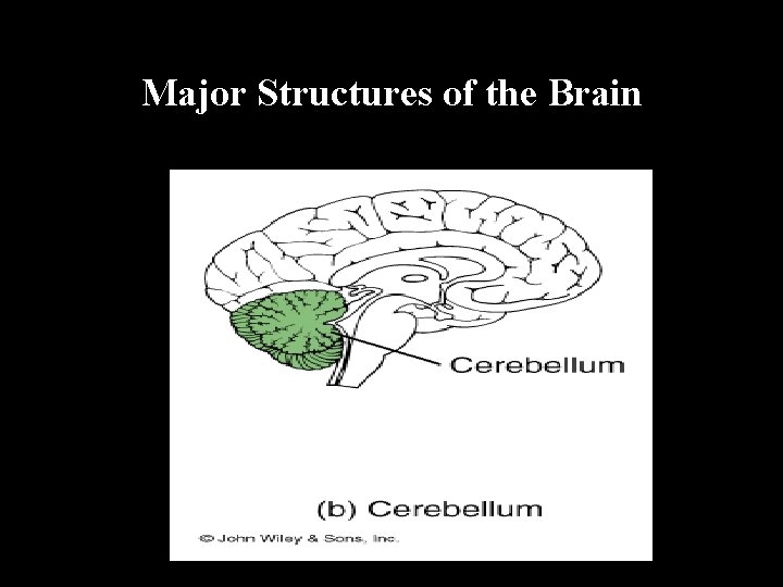 Major Structures of the Brain 