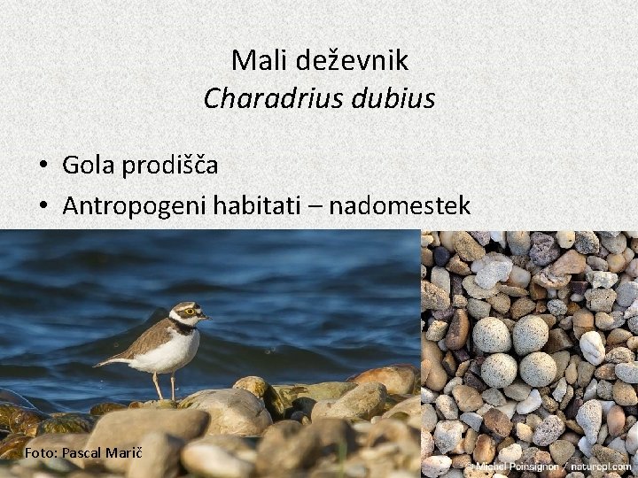 Mali deževnik Charadrius dubius • Gola prodišča • Antropogeni habitati – nadomestek Foto: Pascal