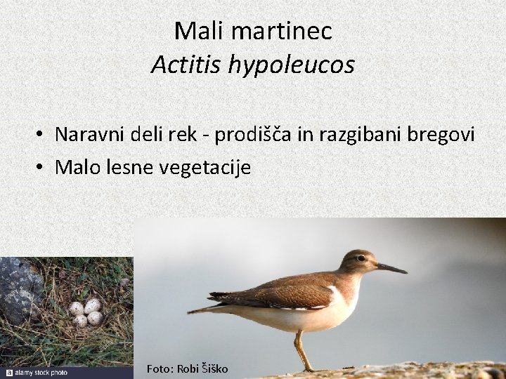 Mali martinec Actitis hypoleucos • Naravni deli rek - prodišča in razgibani bregovi •