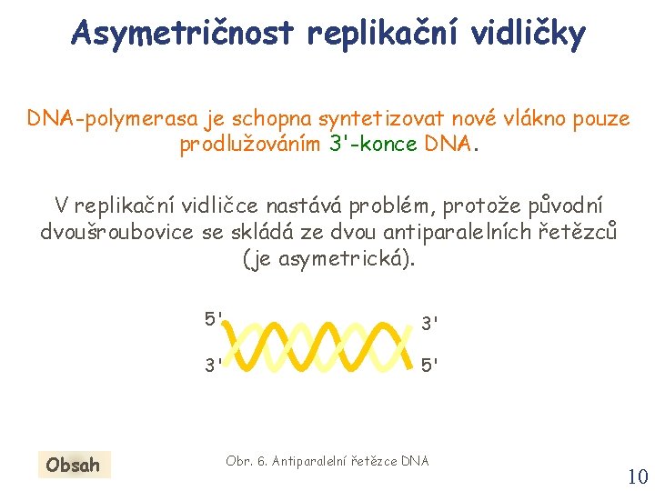 Asymetričnost replikační vidličky DNA-polymerasa je schopna syntetizovat nové vlákno pouze prodlužováním 3'-konce DNA. V