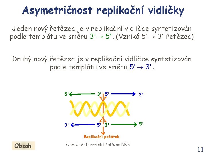 Asymetričnost replikační vidličky Jeden nový řetězec je v replikační vidličce syntetizován podle templátu ve