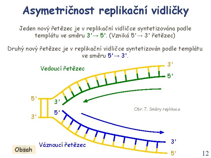 Asymetričnost replikační vidličky Jeden nový řetězec je v replikační vidličce syntetizována podle templátu ve