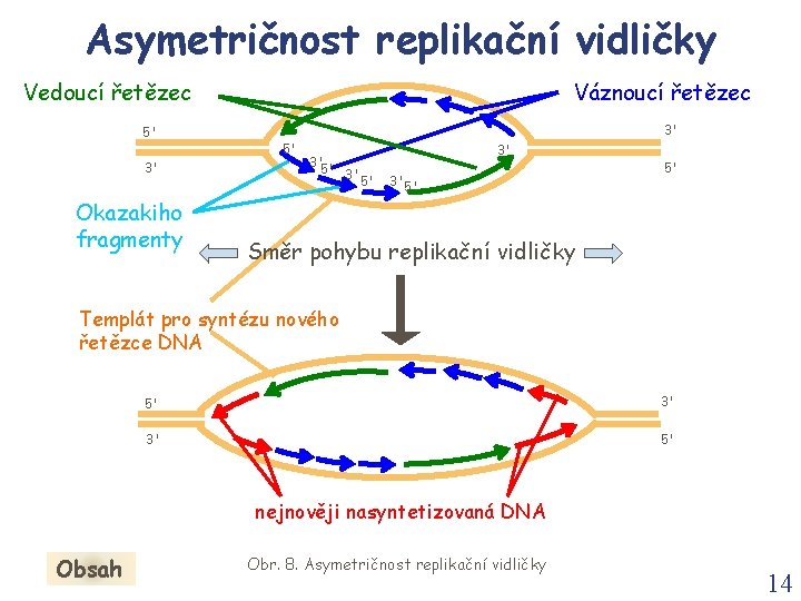 Asymetričnost replikační vidličky Vedoucí řetězec 5' 3' Okazakiho fragmenty Váznoucí řetězec 3' 5' 3'
