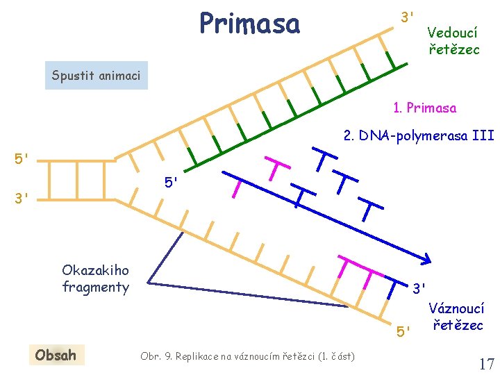 Primasa 3' Vedoucí řetězec Spustit animaci 1. Primasa 2. DNA-polymerasa III 5' 5' 3'