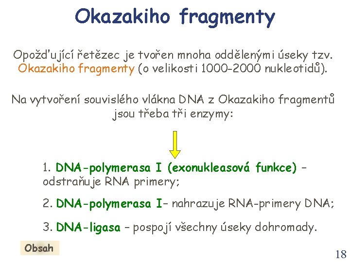 Okazakiho fragmenty Opožďující řetězec je tvořen mnoha oddělenými úseky tzv. Okazakiho fragmenty (o velikosti