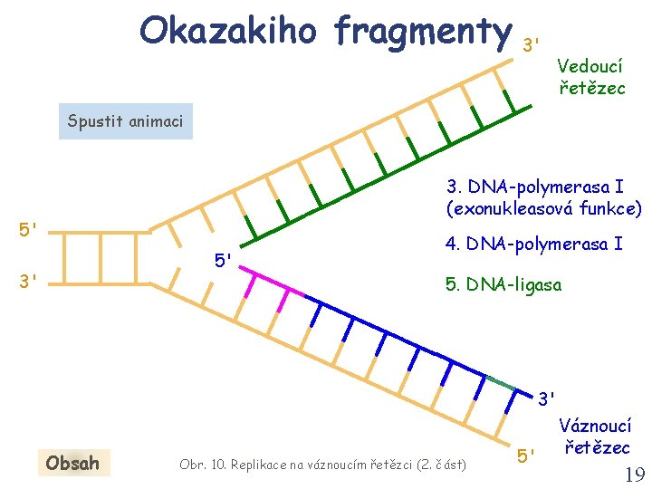 Okazakiho fragmenty 3' Vedoucí řetězec Spustit animaci 3. DNA-polymerasa I (exonukleasová funkce) 5' 5'