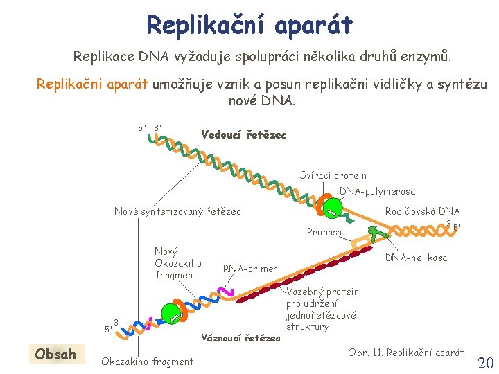 Replikační aparát Replikace DNA vyžaduje spolupráci několika druhů enzymů. Replikační aparát umožňuje vznik a