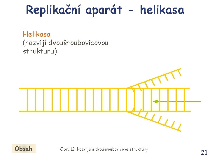 Replikační aparát - helikasa Helikasa (rozvíjí dvoušroubovicovou strukturu) Obsah Obr. 12. Rozvíjení dvoušroubovicové struktury