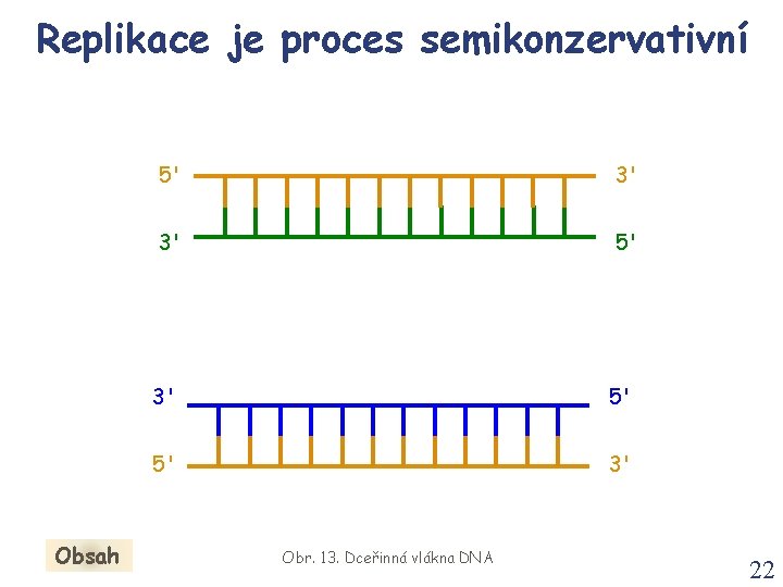 Replikace je proces semikonzervativní Obsah 5' 3' 3' 5' 5' 3' Obr. 13. Dceřinná