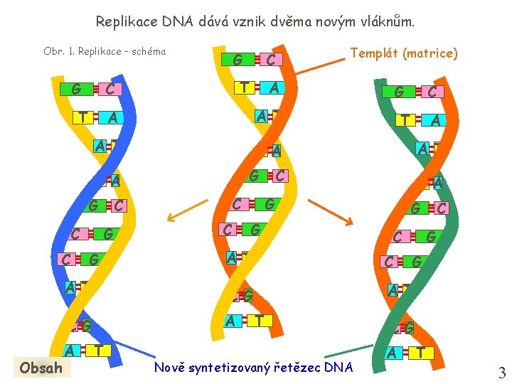 Replikace DNA dává vznik dvěma novým vláknům. Obr. 1. Replikace – schéma G G