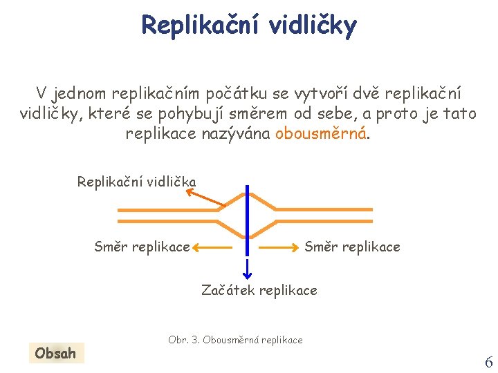 Replikační vidličky V jednom replikačním počátku se vytvoří dvě replikační vidličky, které se pohybují
