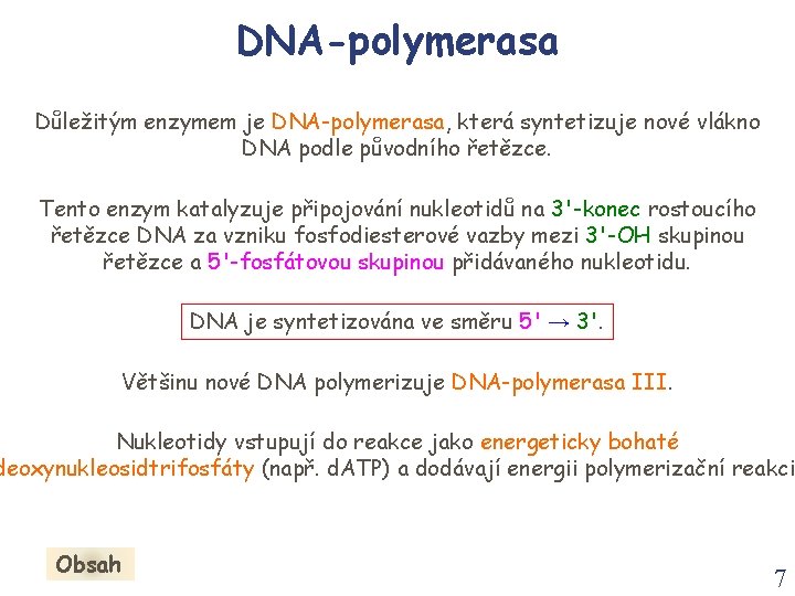 DNA-polymerasa Důležitým enzymem je DNA-polymerasa, která syntetizuje nové vlákno DNA podle původního řetězce. Tento