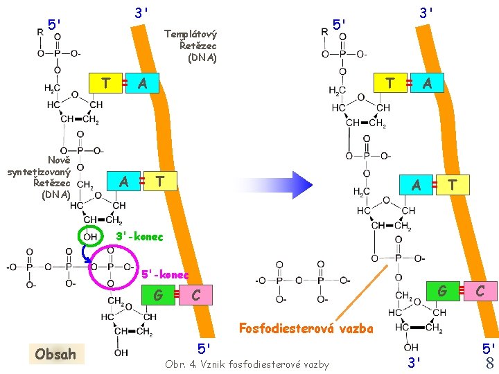 3' 5' Nově syntetizovaný Řetězec (DNA) 5' Templátový Řetězec (DNA) T T A A