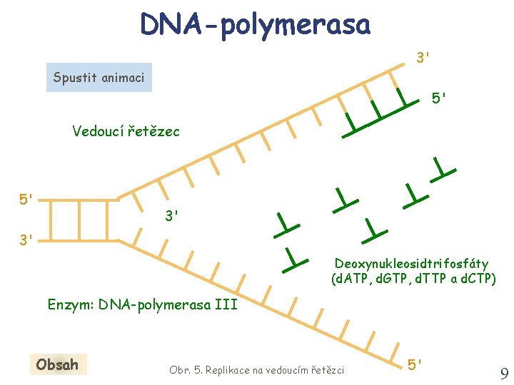 DNA-polymerasa 3' Spustit animaci 5' Vedoucí řetězec 5' 3' 3' Deoxynukleosidtrifosfáty (d. ATP, d.