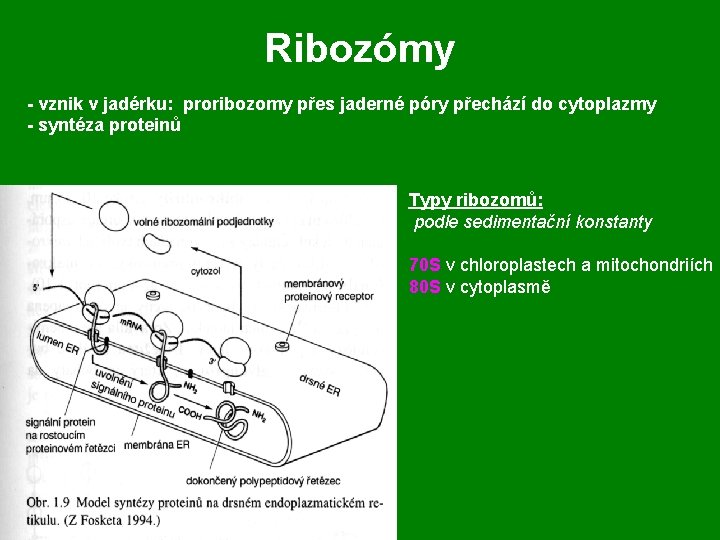 Ribozómy - vznik v jadérku: proribozomy přes jaderné póry přechází do cytoplazmy - syntéza