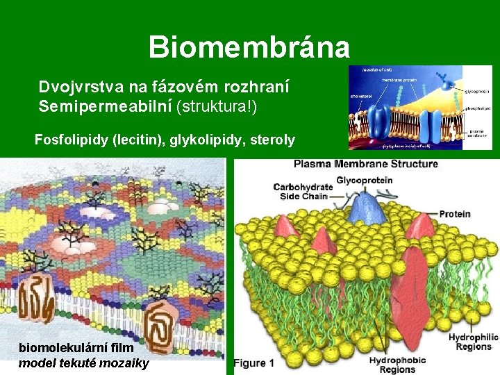 Biomembrána Dvojvrstva na fázovém rozhraní Semipermeabilní (struktura!) Fosfolipidy (lecitin), glykolipidy, steroly biomolekulární film model