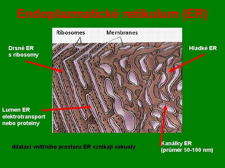 Endoplazmatické retikulum (ER) Drsné ER s ribosomy Hladké ER Lumen ER elektrotransport nebo proteiny