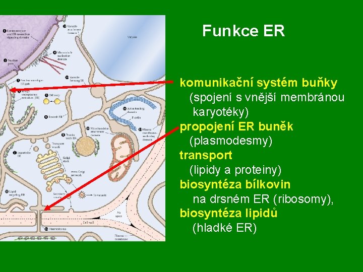 Funkce ER komunikační systém buňky (spojení s vnější membránou karyotéky) propojení ER buněk (plasmodesmy)