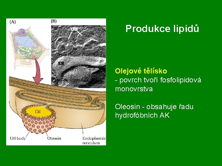 Produkce lipidů Olejové tělísko - povrch tvoří fosfolipidová monovrstva Oleosin - obsahuje řadu hydrofóbních