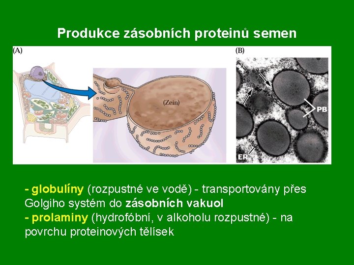 Produkce zásobních proteinů semen - globulíny (rozpustné ve vodě) - transportovány přes Golgiho systém