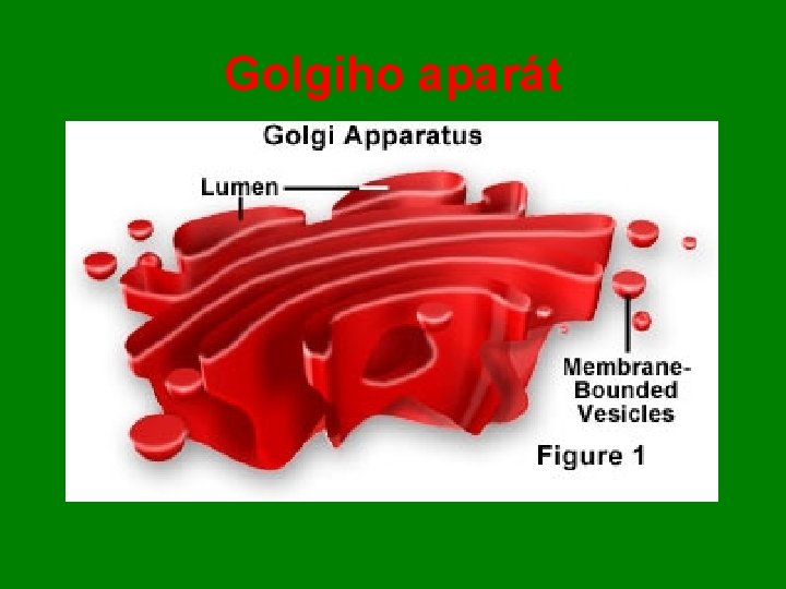 Golgiho aparát 