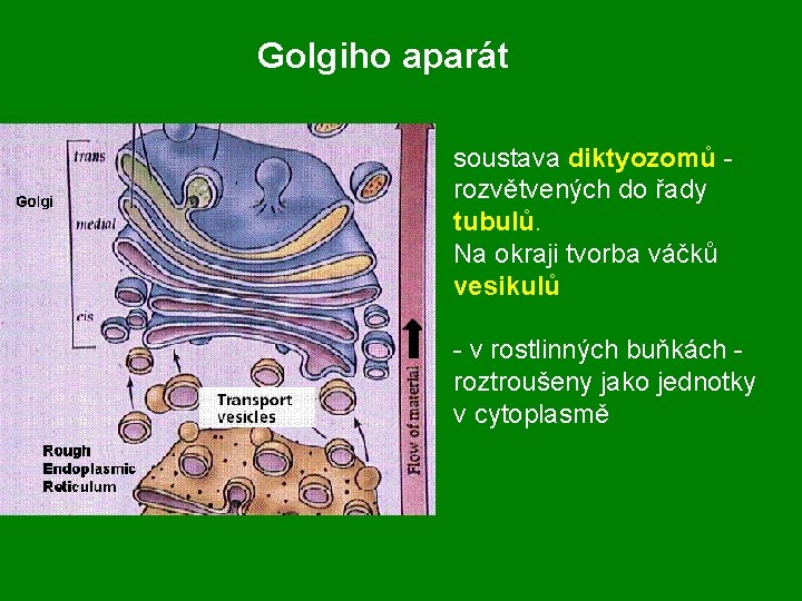 Golgiho aparát soustava diktyozomů rozvětvených do řady tubulů. Na okraji tvorba váčků vesikulů -