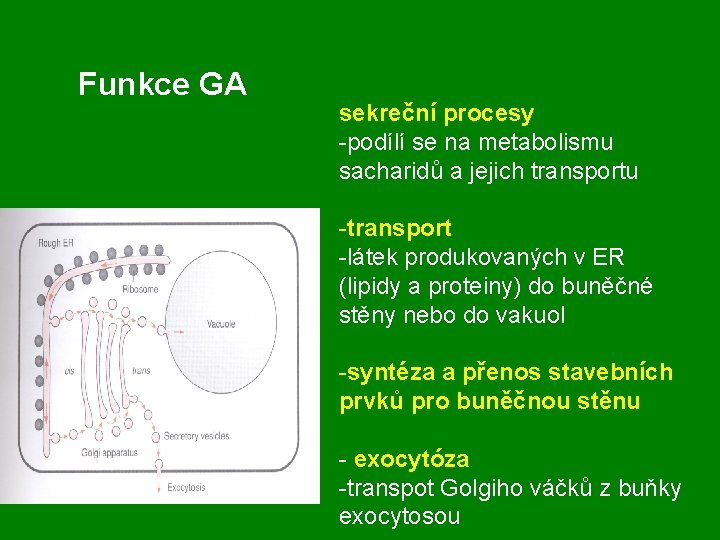 Funkce GA sekreční procesy -podílí se na metabolismu sacharidů a jejich transportu -transport -látek