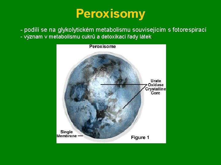 Peroxisomy - podílí se na glykolytickém metabolismu souvisejícím s fotorespirací - význam v metabolismu