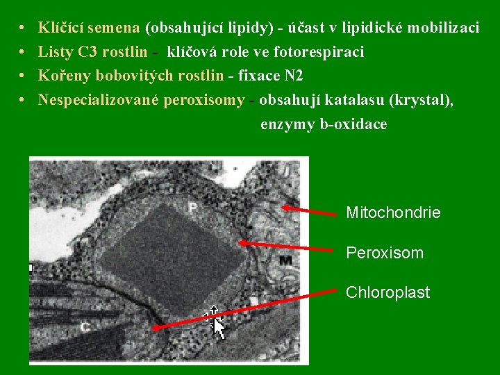  • • Klíčící semena (obsahující lipidy) - účast v lipidické mobilizaci Listy C