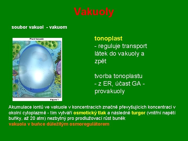 Vakuoly soubor vakuol - vakuom tonoplast - reguluje transport látek do vakuoly a zpět