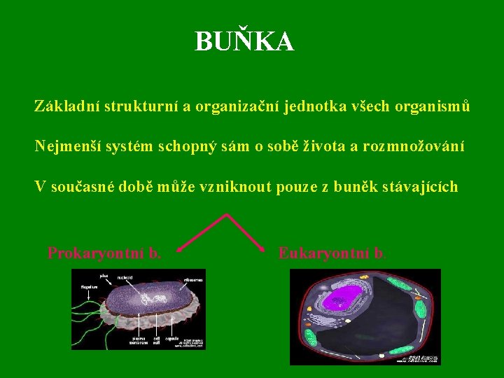 BUŇKA Základní strukturní a organizační jednotka všech organismů Nejmenší systém schopný sám o sobě