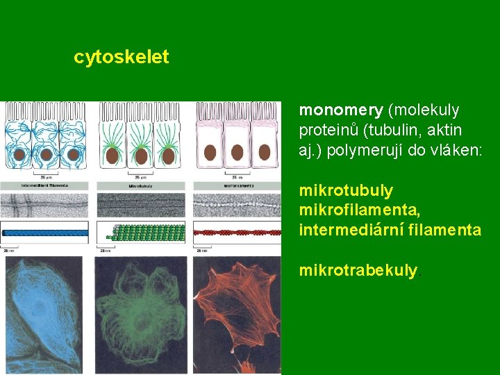 cytoskelet monomery (molekuly proteinů (tubulin, aktin aj. ) polymerují do vláken: mikrotubuly mikrofilamenta, intermediární