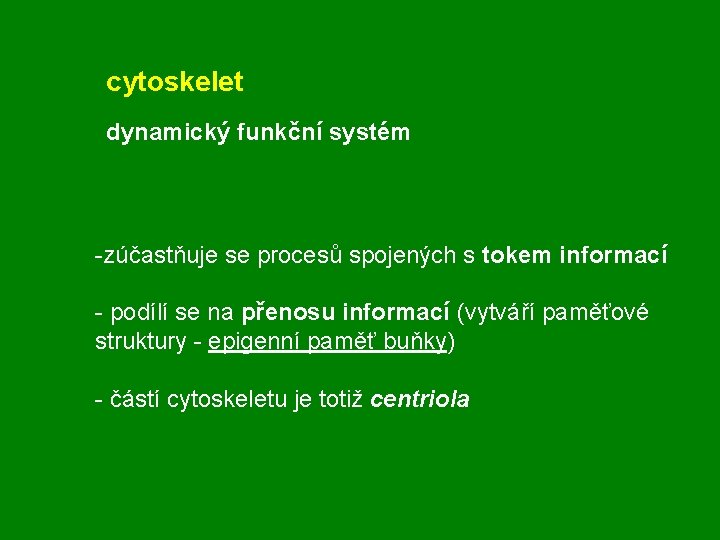 cytoskelet dynamický funkční systém -zúčastňuje se procesů spojených s tokem informací - podílí se