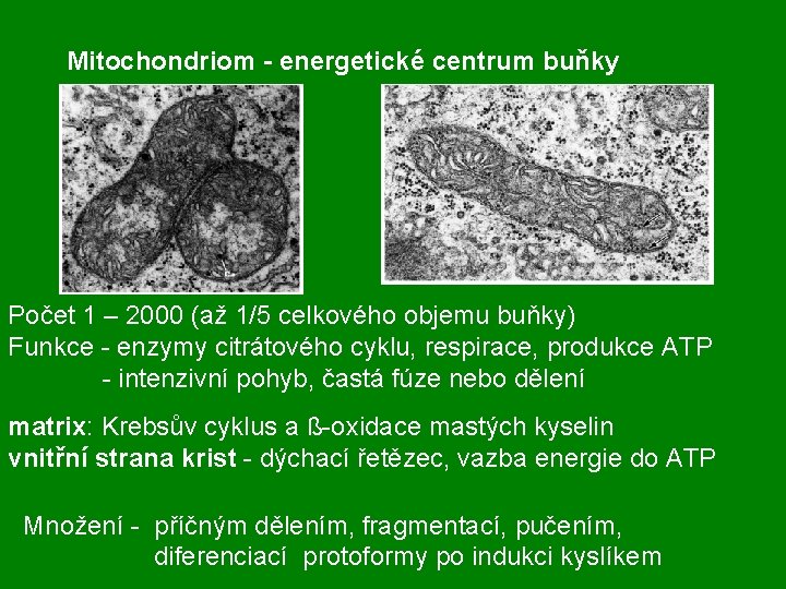 Mitochondriom - energetické centrum buňky Počet 1 – 2000 (až 1/5 celkového objemu buňky)
