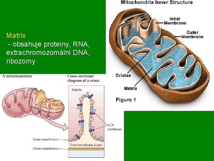 Matrix - obsahuje proteiny, RNA, extrachromozomální DNA, ribozomy 