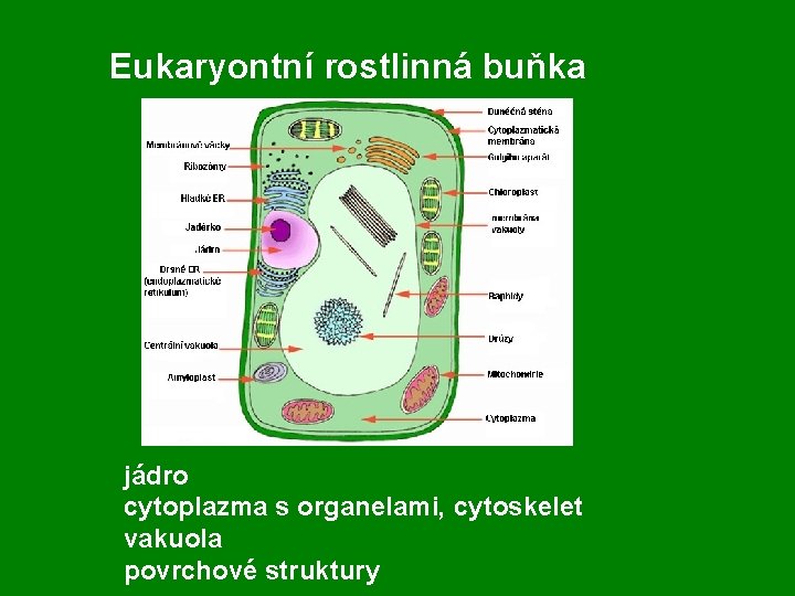 Eukaryontní rostlinná buňka jádro cytoplazma s organelami, cytoskelet vakuola povrchové struktury 